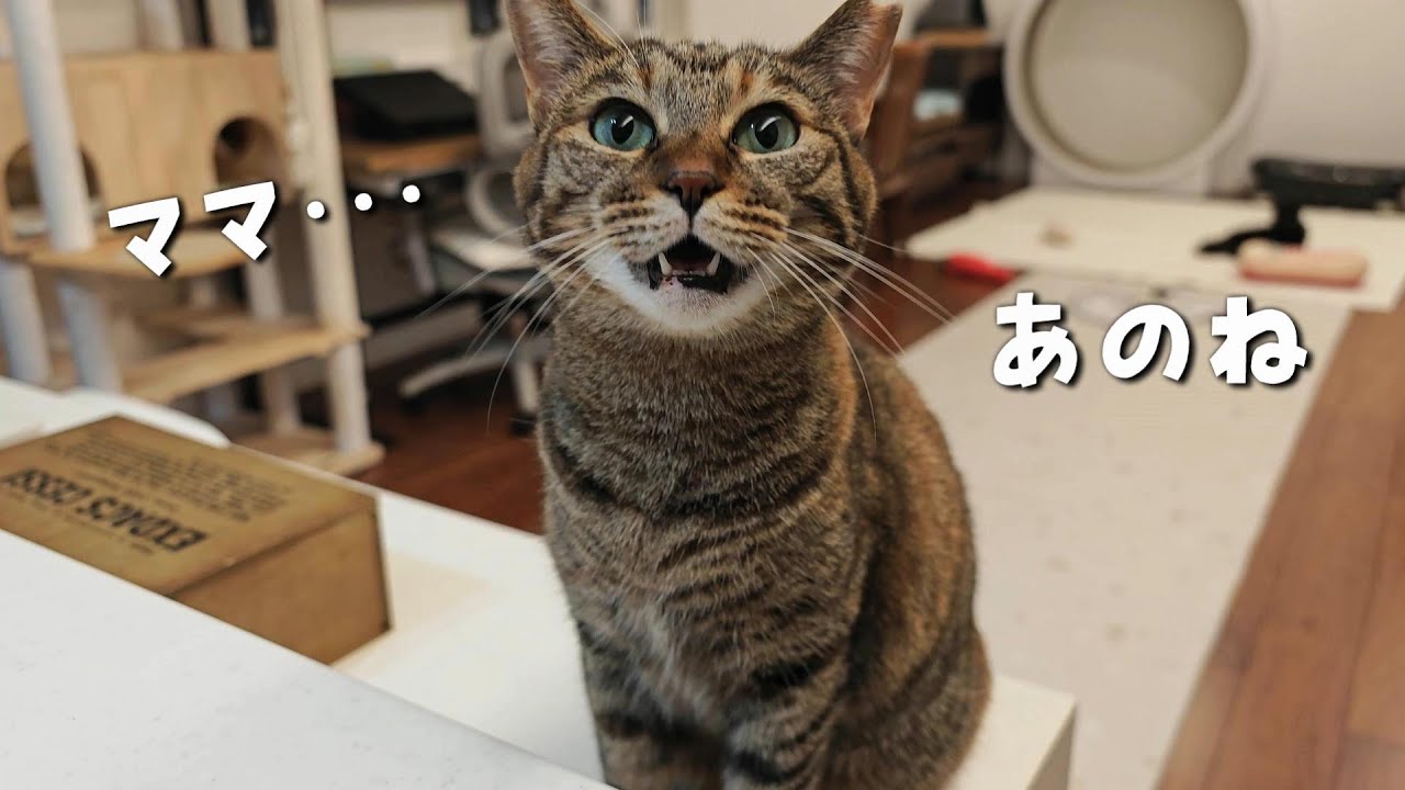 A lovingly raised cat only shows signs of love to its most beloved