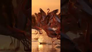 Flamingos taking off from Shallow Water #aivideo #animals #wildlife #geography #wildora #flamingo