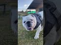 Austin Is Full Of Character Dog At Tennis Court рџ Beautiful Bulldog Funny Cute Dogshorts Dogs Austin Is Full Of Character Dog At Tennis Court рџ Beautiful Bulldog Funny Cute Dogshorts Dogs