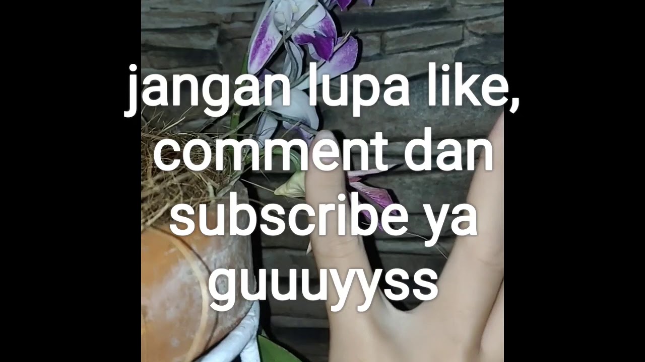 Cara mengetahui anggrek yang sudah jadi bakalan buah