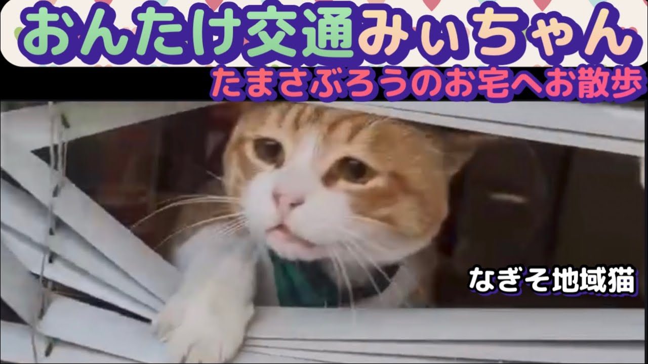 Community cat Mii-chan] Enticed by a delicious smell, she takes a