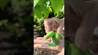 Have You Ever Tried a Pawpaw Fruit? 🥭🍌 #Shorts