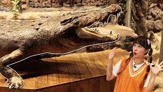 Meet giant crocodiles and feed the cute animal friends! [Yura]