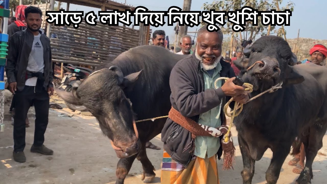 বিক্রিত মহিষের দাম জোরা সাড়ে ৫ লাখ | সিটি হাট 