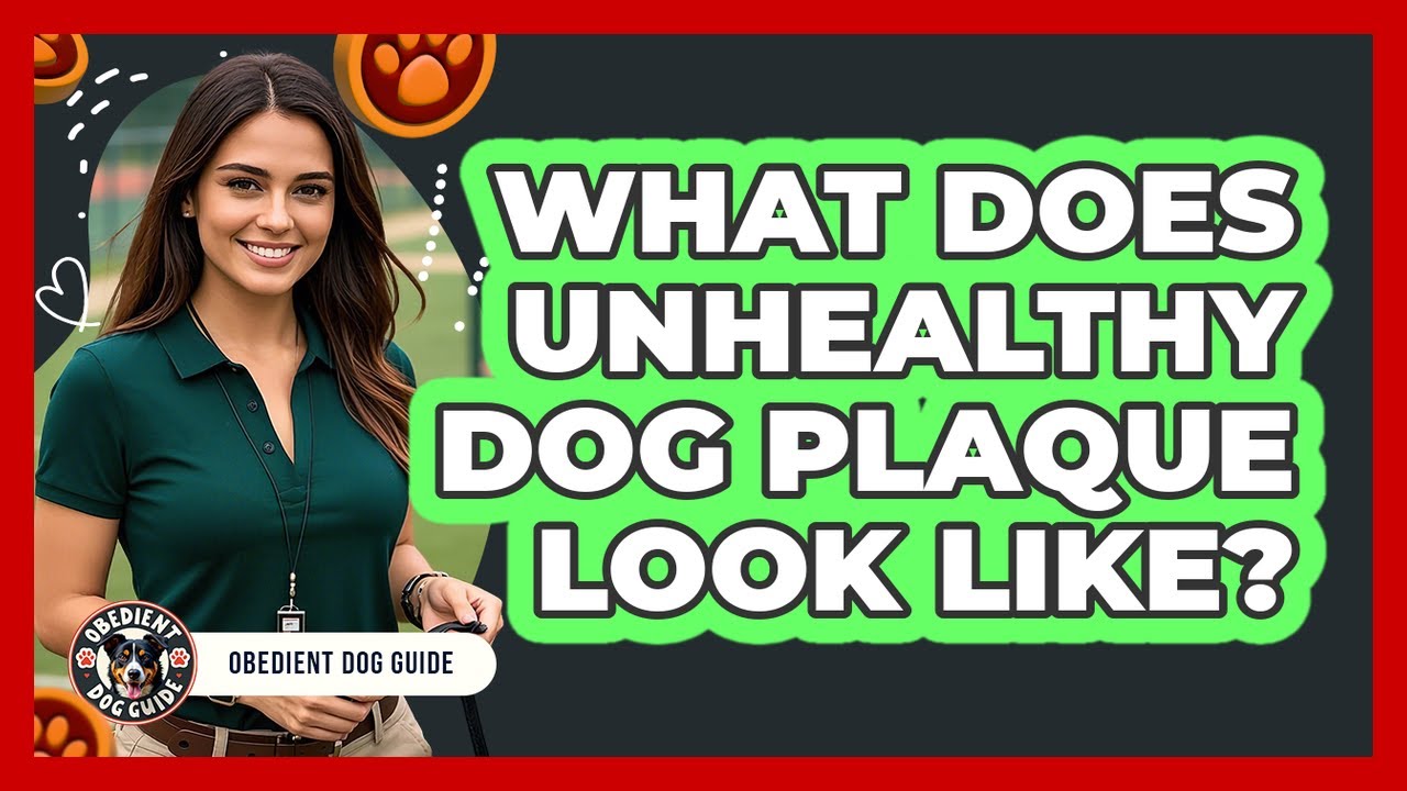 What Does Unhealthy Dog Plaque Look Like?