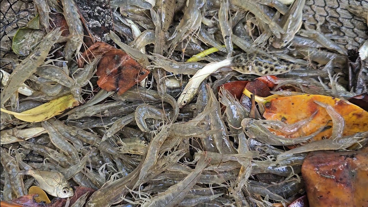 CARDUMES DE CAMARÃO NO IGARAPÉ DE RAPOSA.