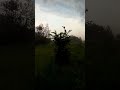 Ураган😱 сломал мне вишню😪 #село, #nature ,#деревня,#ураган, #природа