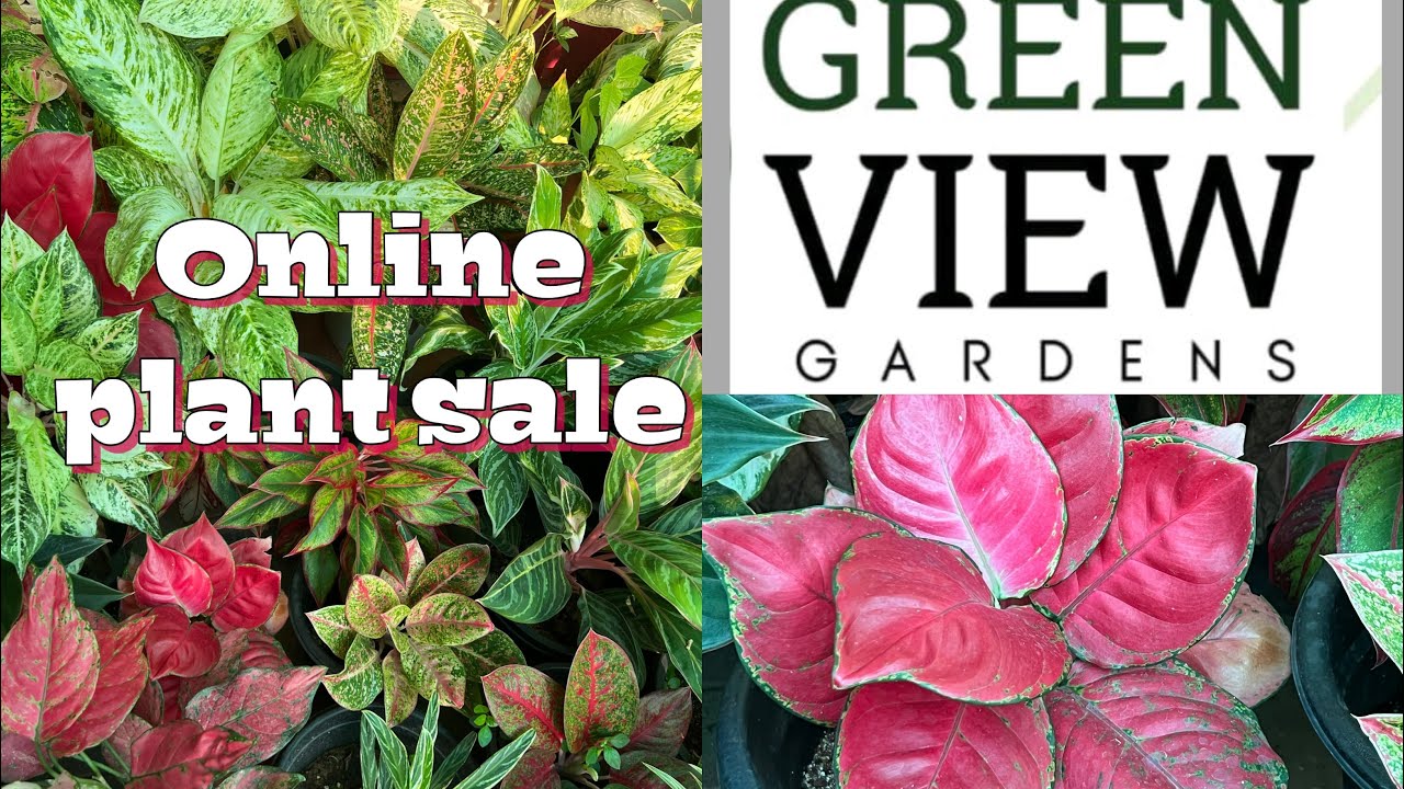Aglaonima plants online sale 
