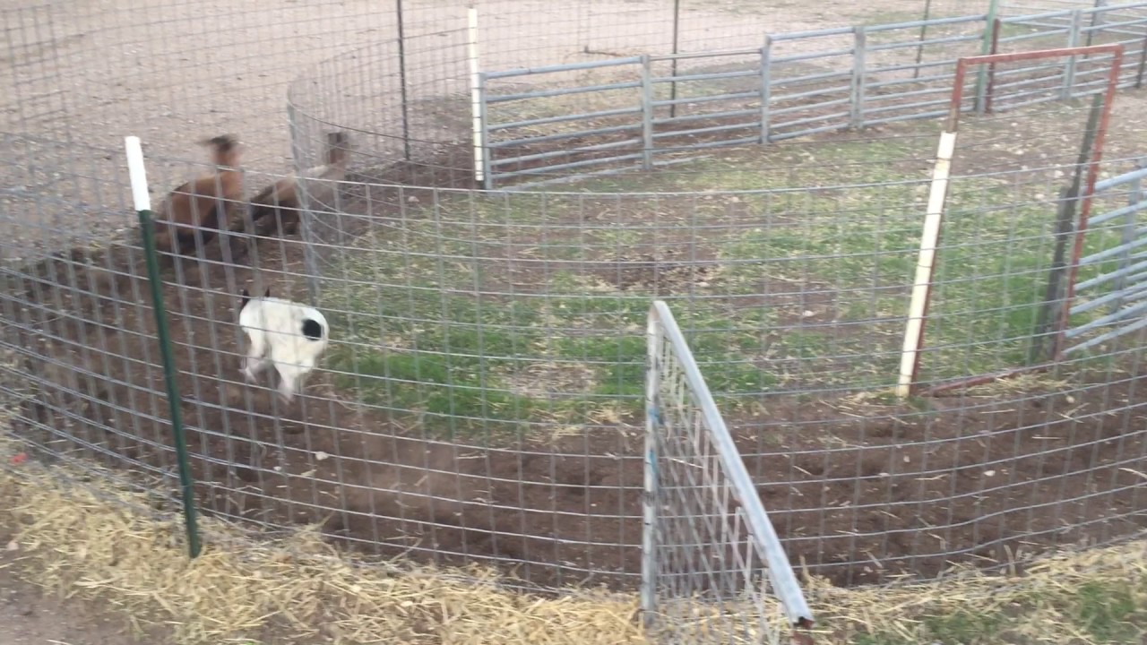 Sky working sheep on a track