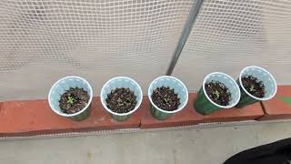Greenhouse Grow update. Pineapple Fuego and Exodus Cheese. Beautiful looking cannabis plants