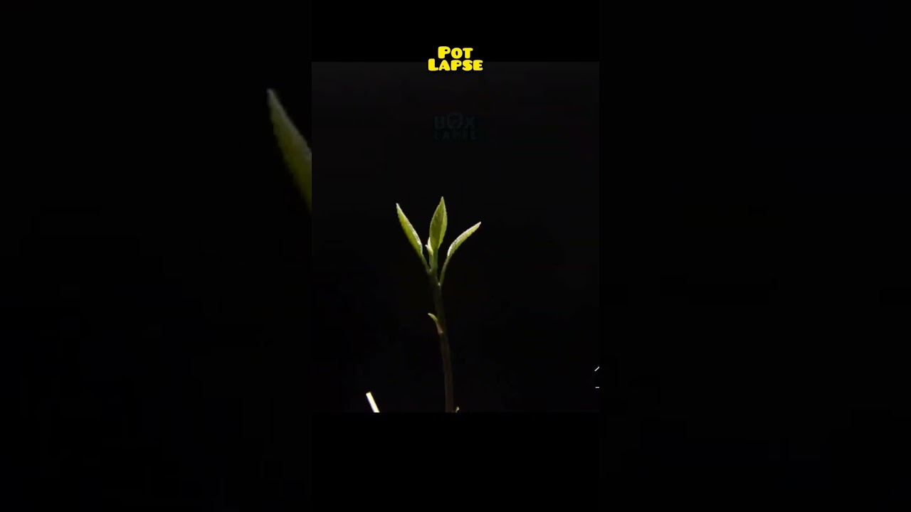 Timelapse of Avacado 