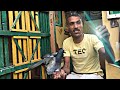 الترررررربو ابو حازم عامل سحر للحمام والحمام بيحبه 