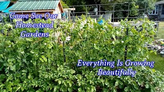 Come See Our Homestead Gardens  Everything Is Growing Beautifully