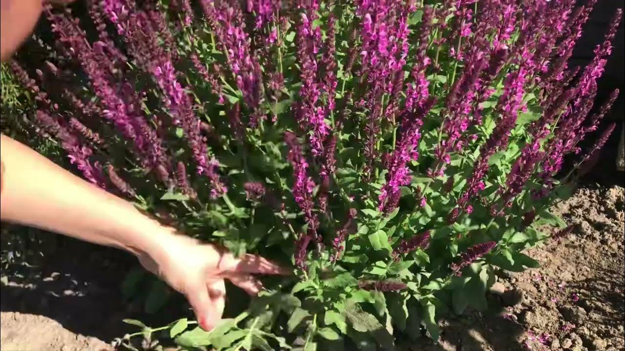 Зеленое черенкование шалфея.Как хранить черенки.Какой грунт готовлю для ...