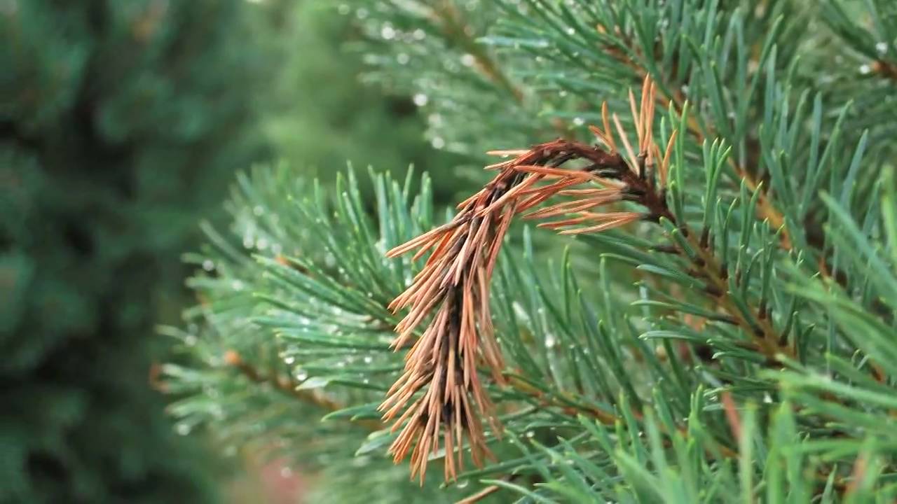 Почему нижние ветви у сосны в лесу