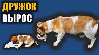 Как растут собаки? Дружок Подрос | Собака выросла :))) Как растут собаки? Дружок Подрос | Собака выросла :)))