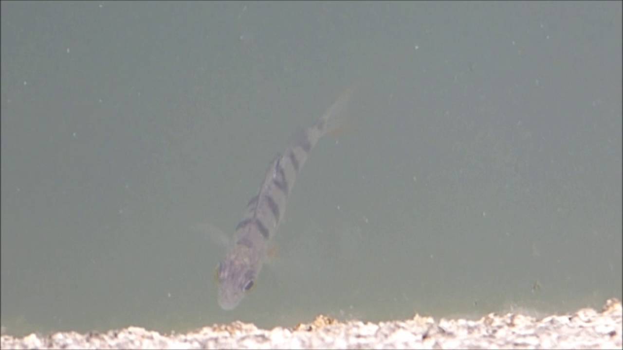 Perca Do Rio Perca de río (Perca fluviatilis) en el embalse de Maroño - YouTube