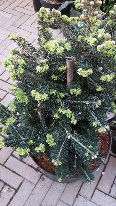 🌲Пихта Дискус | Telegram: https://t.me/love_is_hvoiny_dvorik - YouTube