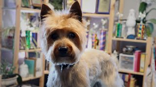 Old Ladies Can Feel Good Too | Master Groomer grooms a silky terrier in a cute pet trim