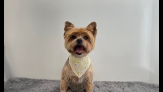 Summer groom on a Yorkie | Dog Grooming by Go Fetch Grooming 557 views 11 months ago 25 minutes