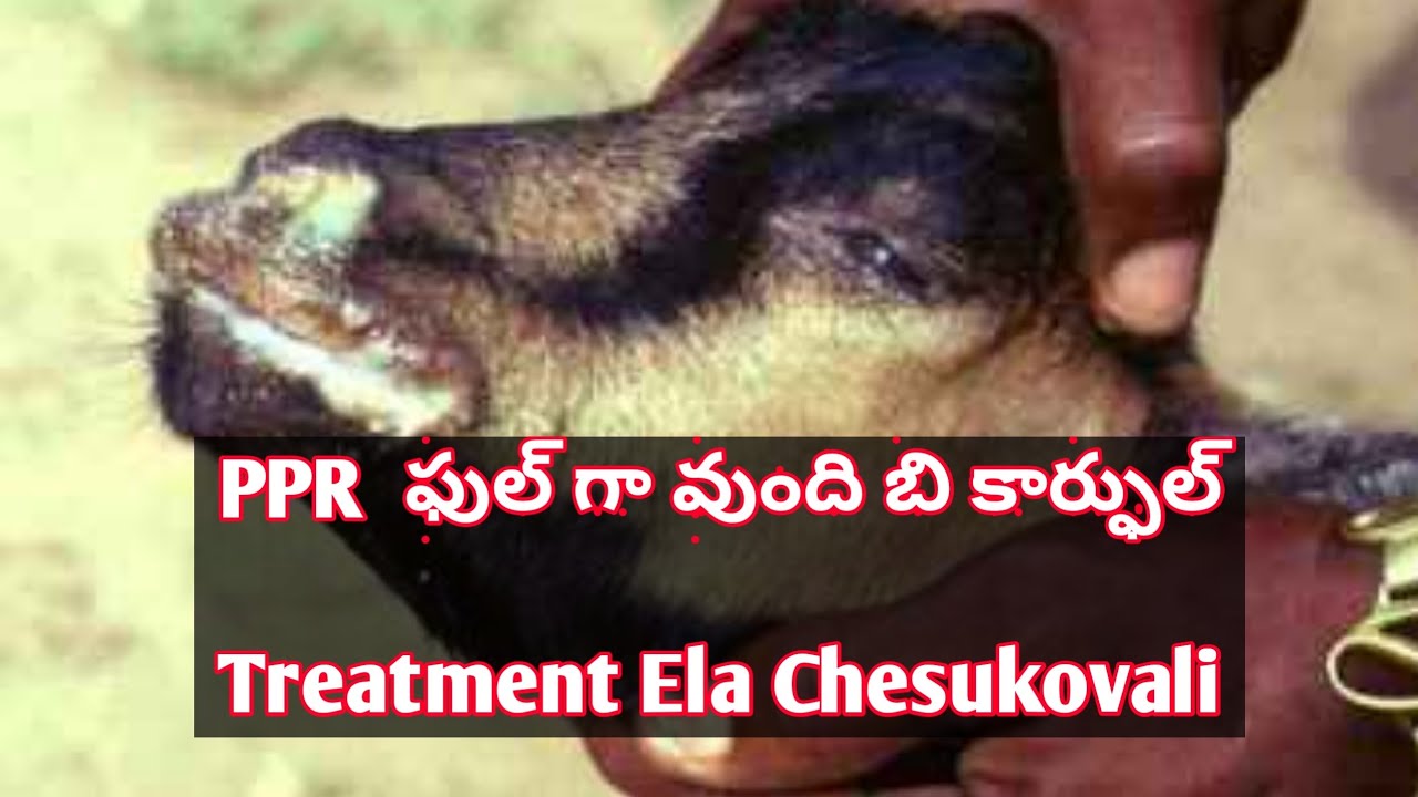 PPR In Sheep Goats And How To Treat Them March 12 2023 YouTube ppr-in-sheep-goats-and-how-to-treat-them-march-12-2023-youtube