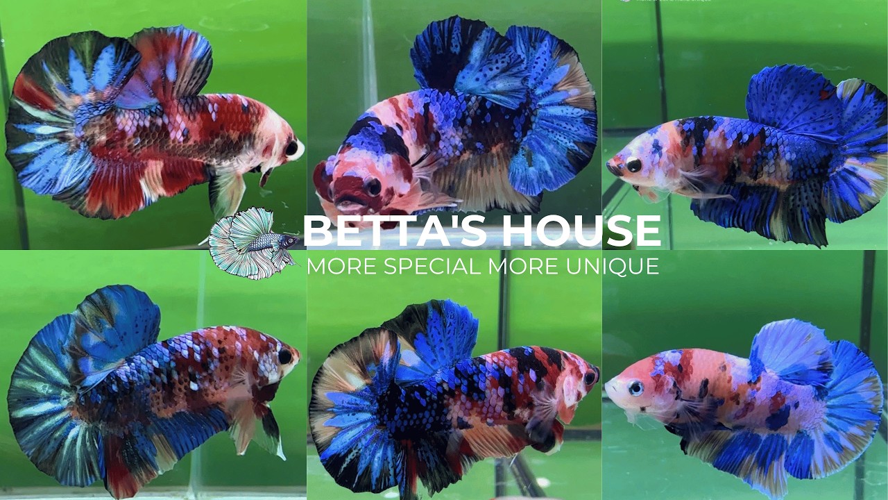 ĐÁNH BẠI MỌI ÁNH NHÌN VỚI SIÊU PHẨM NEMO KOI BETTA! 🔥