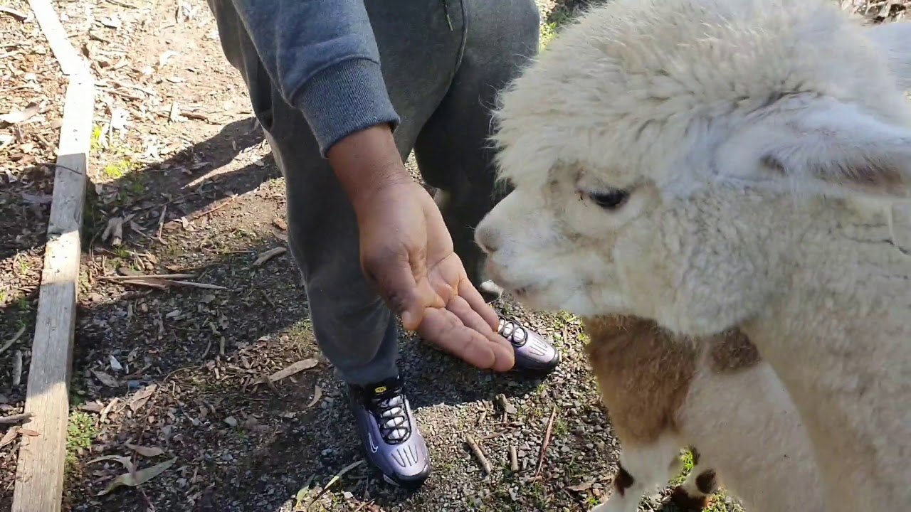 A visit to the Biggest Rocking Horse in the World - YouTube