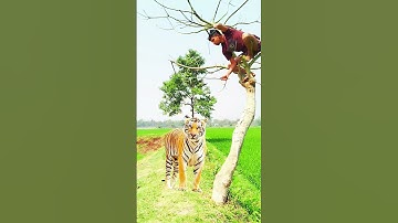 A leopard attack on tree in young man.#vfx #shorts #tiger #animals #video