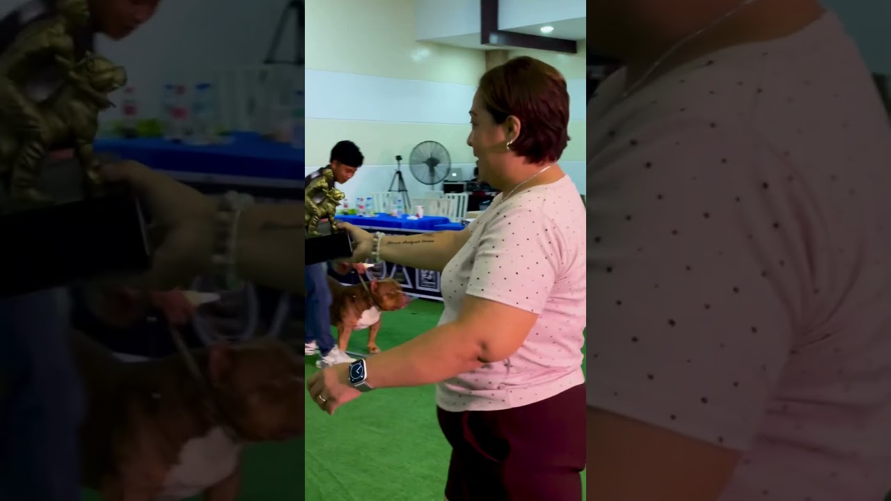 Precision, power, and partnership, the true definition of an XL American Bully! 