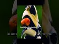 Hey, Dad — you REALLY don't understand pregnant females! #wildlife #shorts #animals #nature #video