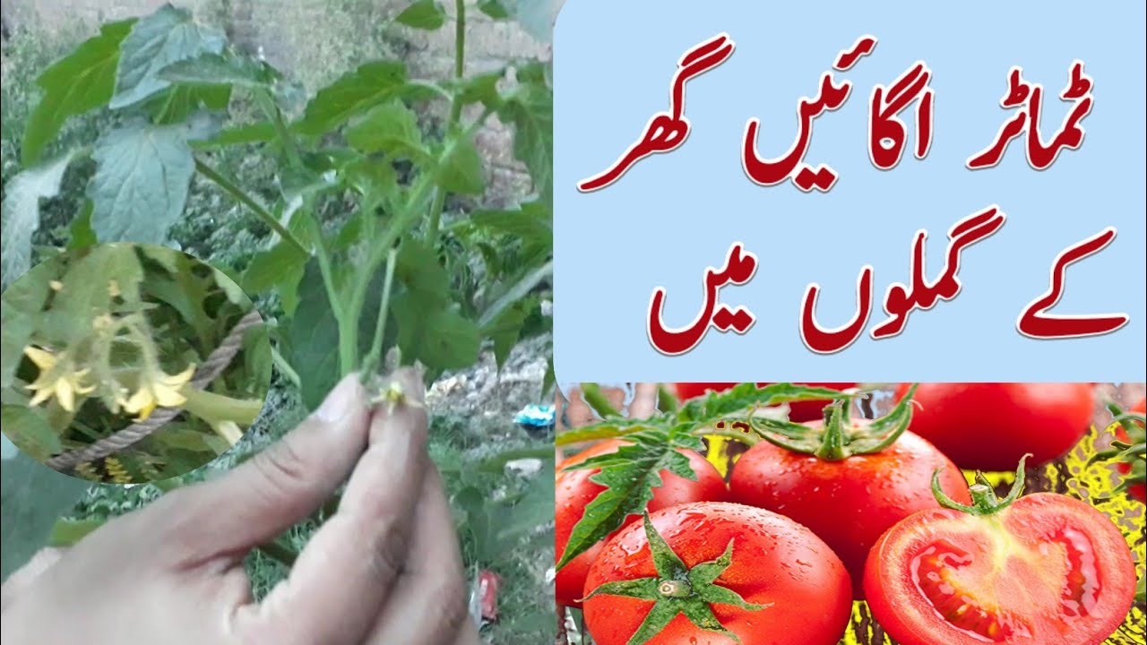 How to grow tomatoes at home Tomato ka podha kaise lgaye YouTube
