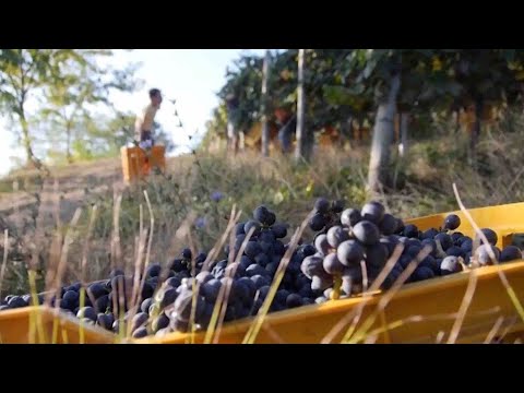 Video Nasce Visione Vino Oltrepò, l'evento in autunno a Voghera: 'Pinot nero ambasciatore'