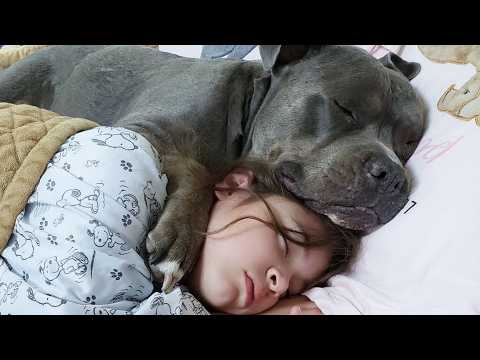 This Pit Bull Chose One Little Girl And Never Left Her Side