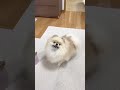 しゃべる犬 #dog