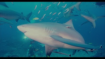 Nate and Sean | GEMINI 5K Underwater in Pacific Harbour, Fiji | Sean Ruggeri | Shot on RED
