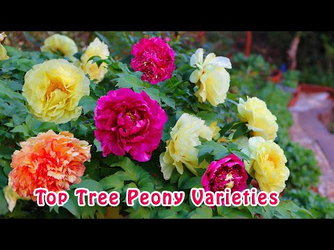 Top Tree Peony Varieties | Music | 美到心醉！顶级牡丹伴音乐
