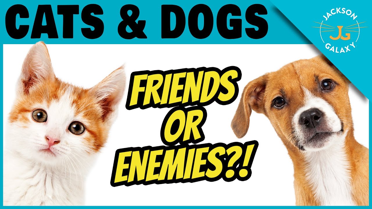 Can Cats And Dogs Coexist?