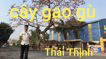 Cây GẠO GÙ - Thái Thịnh- Thái Bình | Đức Thái Thuỵ