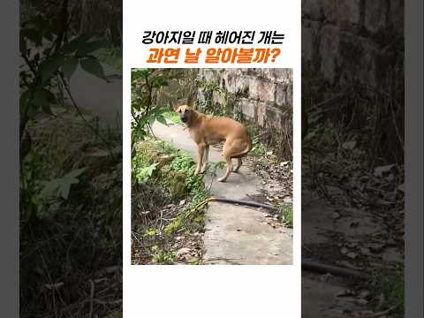 어릴 때 헤어졌던 개와 다시 만나는 순간.. 알아볼 수 있을까? thumbnail