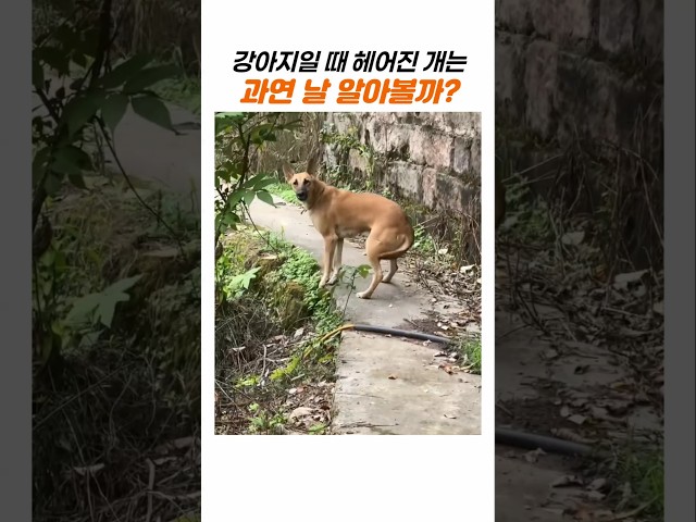 어릴 때 헤어졌던 개와 다시 만나는 순간.. 알아볼 수 있을까?