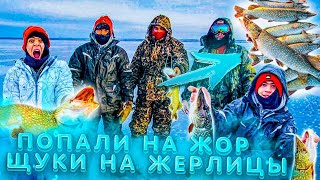 Трофейная ЩУКА на жерлицы! Шок! Моя лучшая зимняя рыбалка!