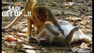 Million Tears Drop Open Eye Open Eye Vinie Try Call June Vinie Lost Hoppe See June Not ...