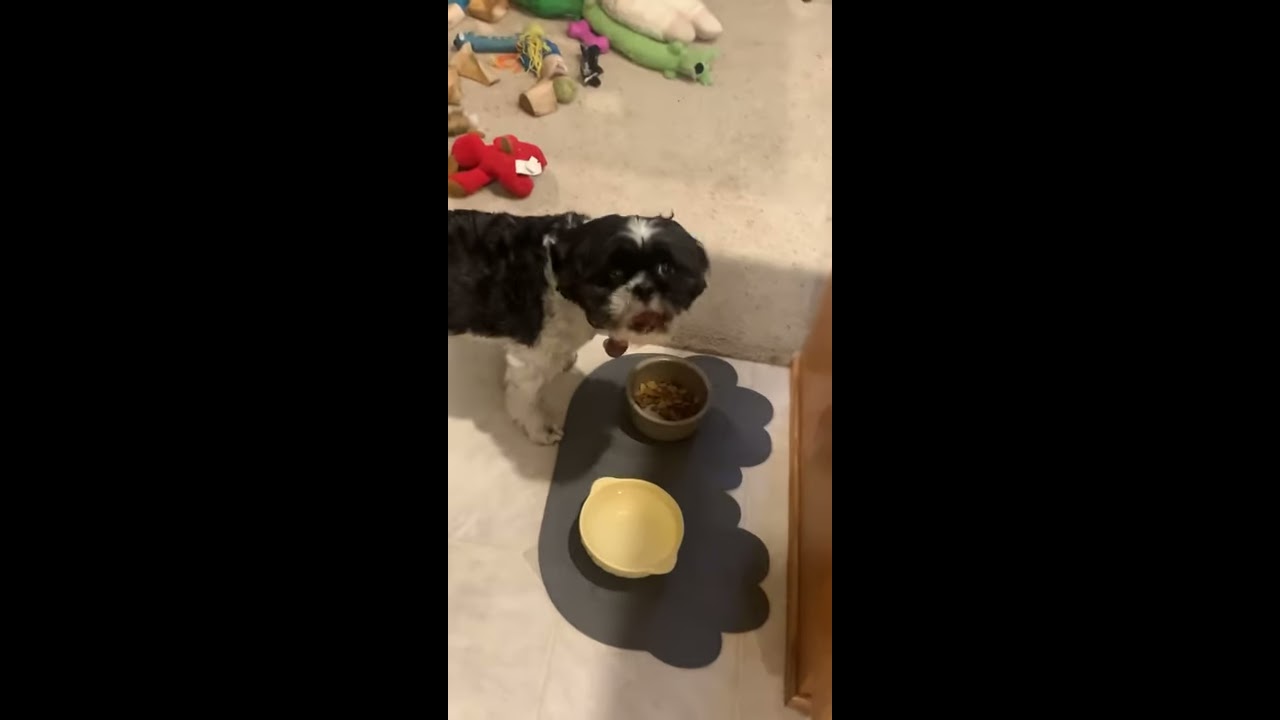 If Your Dog Doesn T Like His Food Try This Trick 