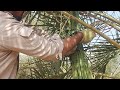 Date Palm Pruning عملية تقليم النخيل