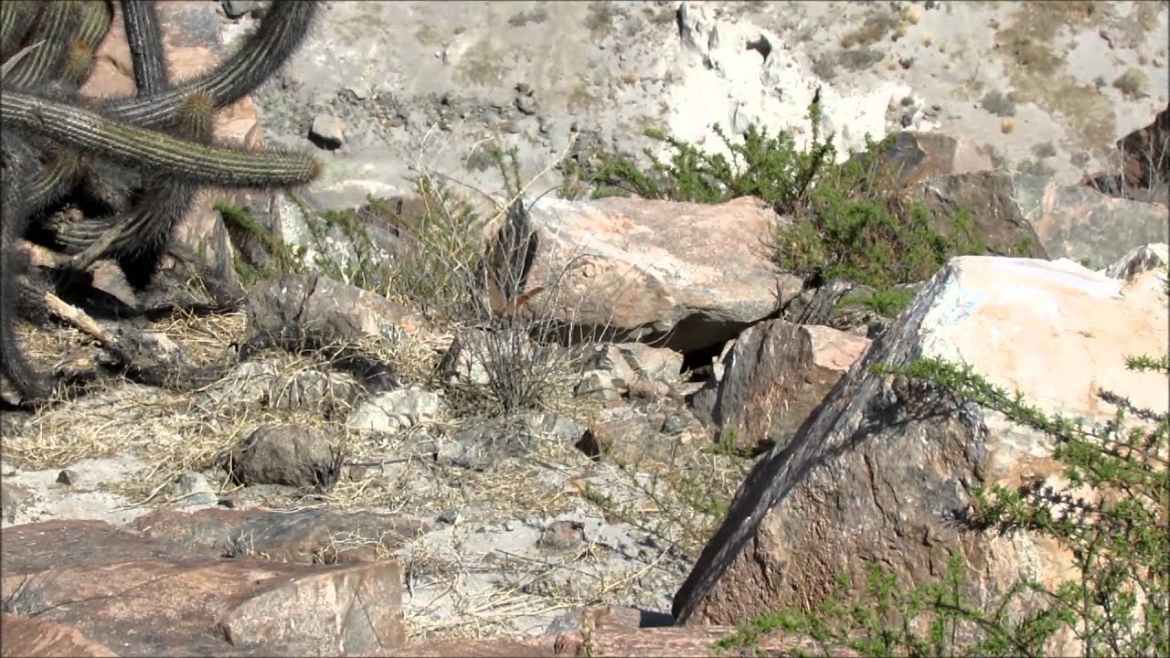 Straight-billed Earthcreeper (Ochetorhynchus ruficaudus), Arequipa, Peru. 11 feb 2013.