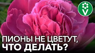 ПОЧЕМУ НЕ ЦВЕТУТ ПИОНЫ? Ошибки цветоводов из-за которых пионы не цветут