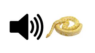 Snake (Hiss) - Sound Effect | ProSounds