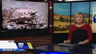 Chinook salmon fishing returns to Sacramento, Klamath, and Trinity Rivers after 3-year ban