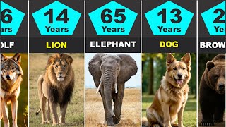 Shortest To Longest Animal Lifespans Comparison. How Long Do Animals Live.