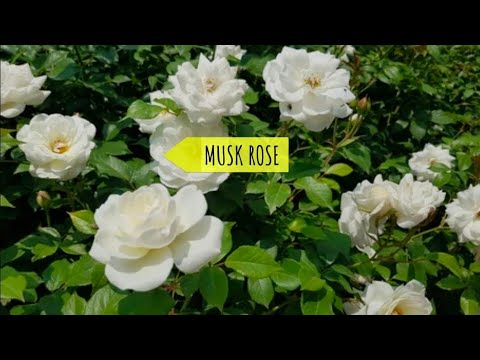 MUSK ROSE #plants #garden #gardening #rose